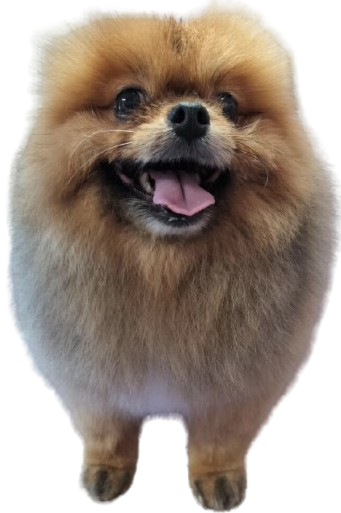Untuvan PetSpa