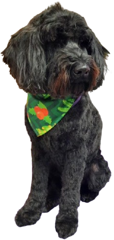 Untuvan PetSpa